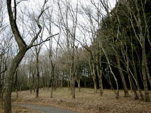 北山公園内 散策路
