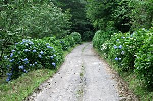 金成林道・アジサイロード