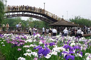 前川あやめ園