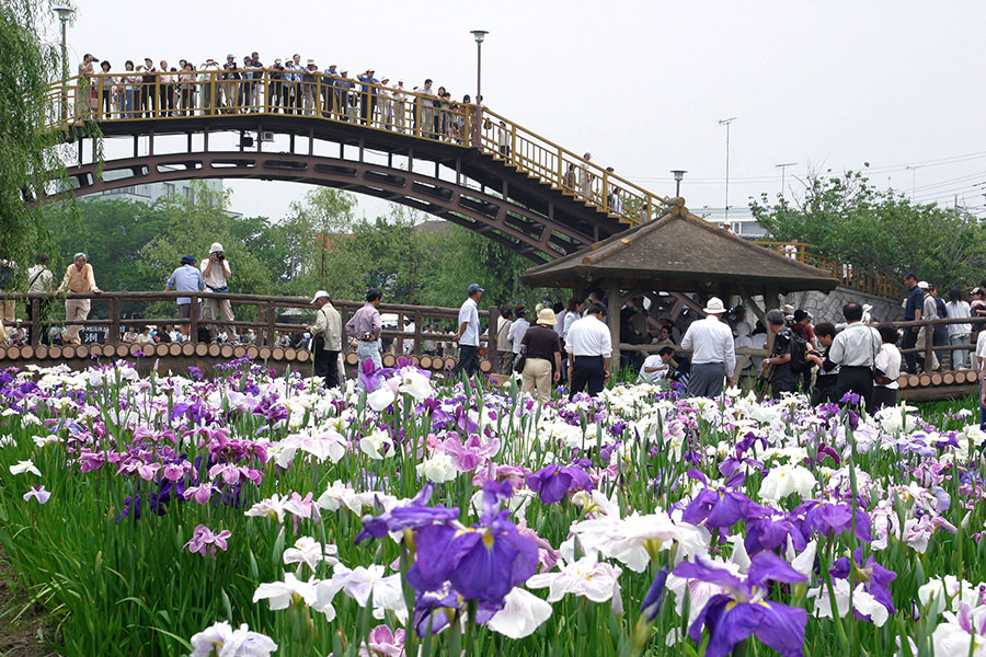 前川あやめ園