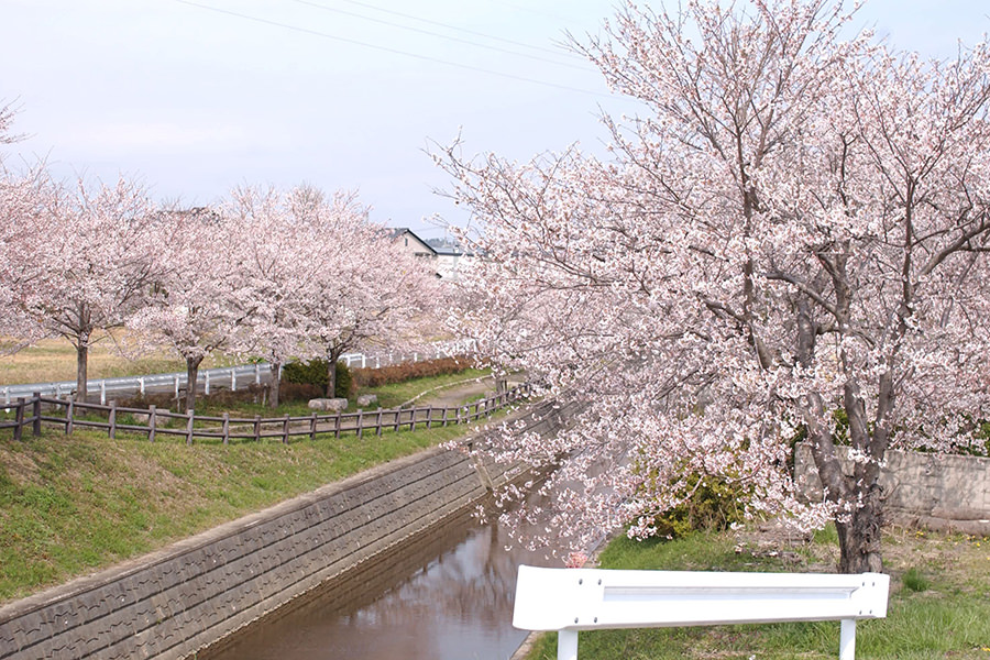 山下町鎧川桜