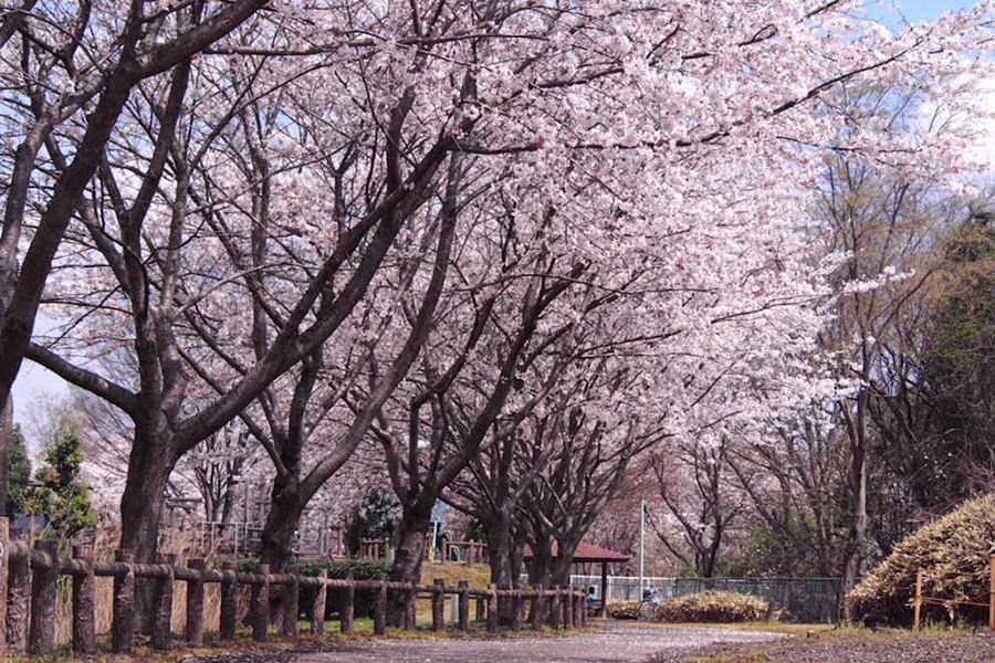 境町内の桜の木