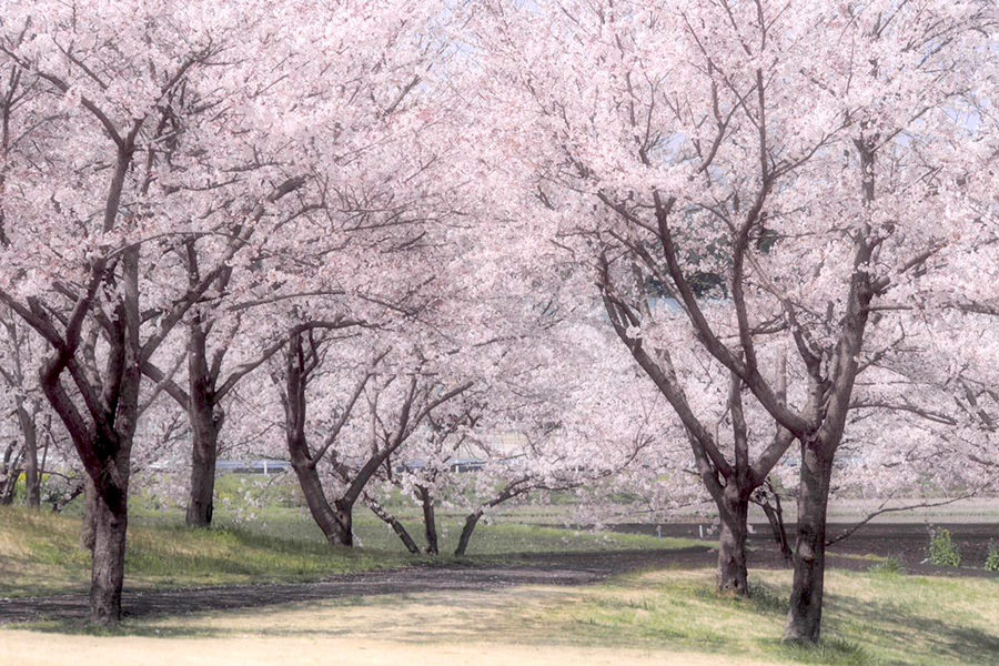境町内の桜の木