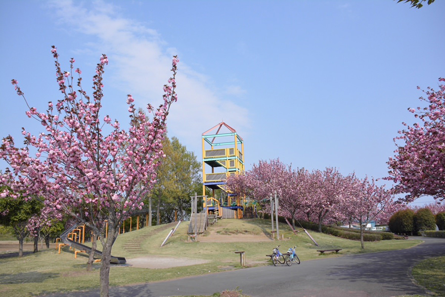 境町内の桜の木