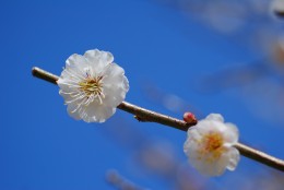 白難波(しろなにわ)