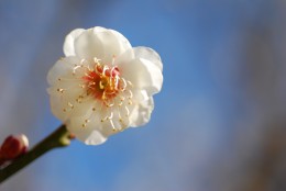 虎の尾(とらのお)