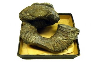 異常巻きアンモナイトの化石。平磯海岸で実際に発掘されたものです！