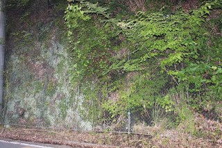 袋田駅の近くにある崖。これも海底火山の名残。こんな発見をするのがジオパークトレッキング。