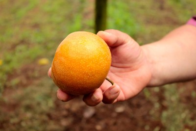 美味しい梨の見分け方とは