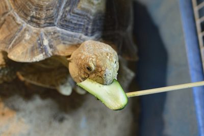 リクガメの餌やり体験はキュウリなど野菜を串に刺して行います!怖くないで大丈夫♪