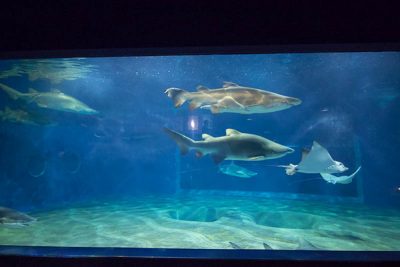 アクアワールド茨城県大洗水族館