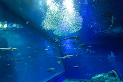 アクアワールド茨城県大洗水族館