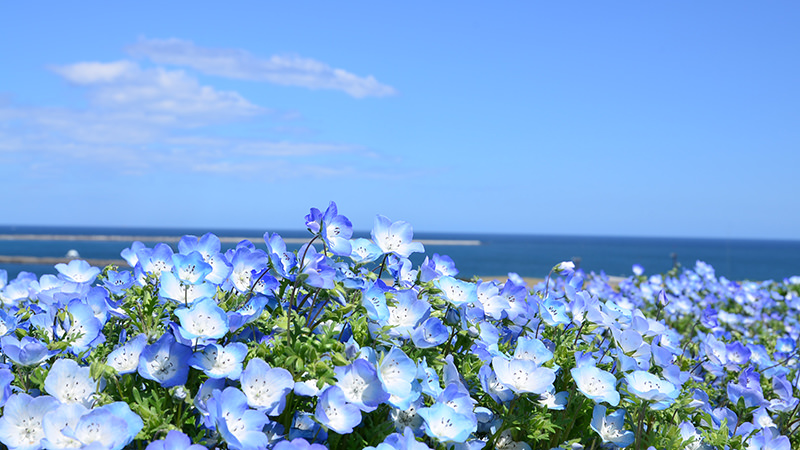 国営ひたち海浜公園のネモフィラ