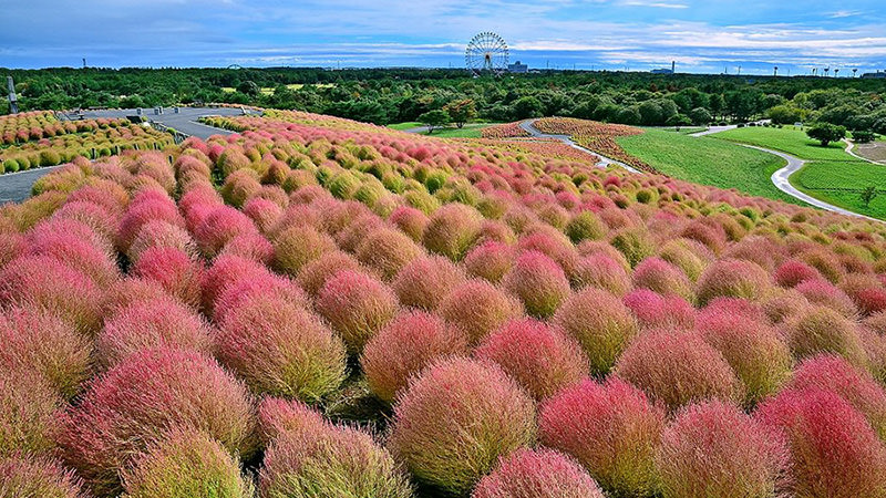 国営ひたち海浜公園のコキア