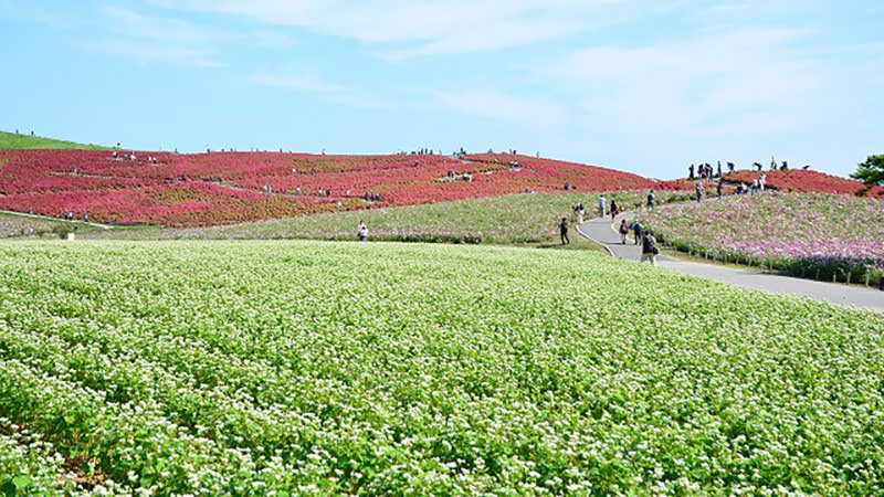 青空とのコントラストも鮮やかな、ソバの花とのコラボ