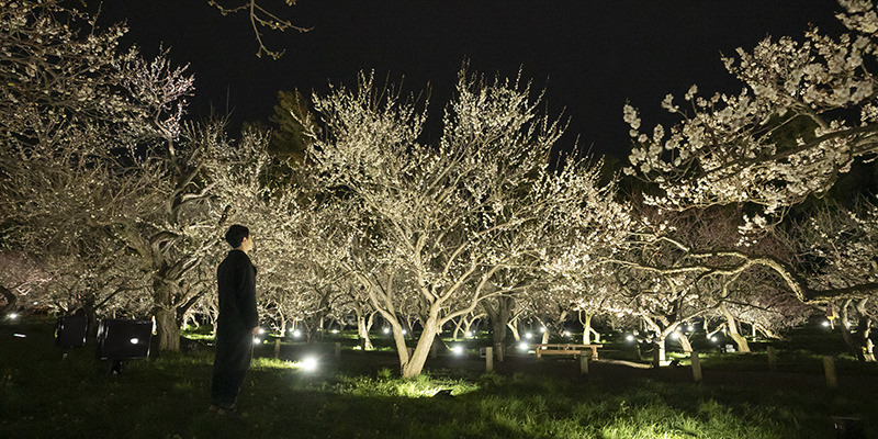 3-2_Life is Continuous Light - Plum Trees_04