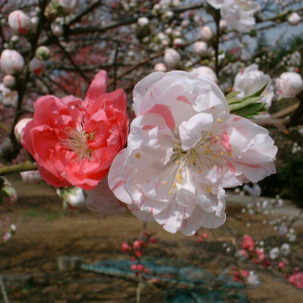 古河桃まつり